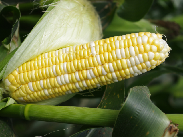 惠州这根玉米甜到心里