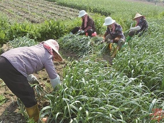 饶平海山大蒜喜获丰收