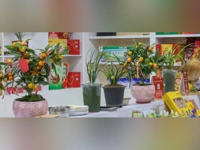 广东与上海来了一场“年味对话”