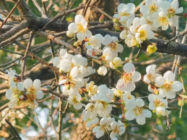 太美了!红花湖的梅花开了