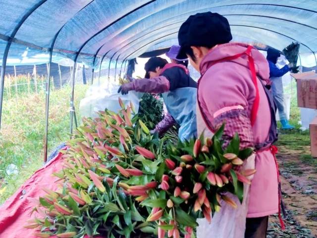 广宁香水百合基地，一天出货8000支，年入1800万｜广货行天下