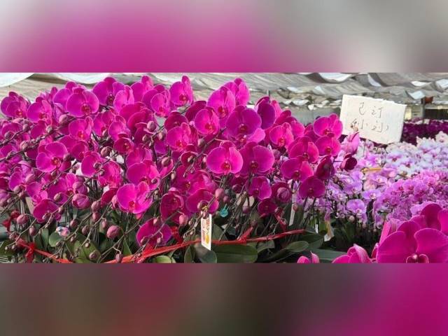 “这盆‘安娜’你不能带走！”从化花乡，见证广货行天下秘密｜新春走基层