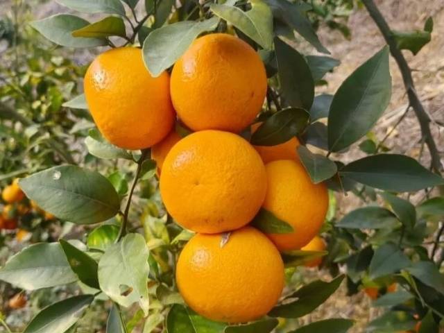 广宁沃柑，甜蜜抢占“湾区果篮”｜广货行天下