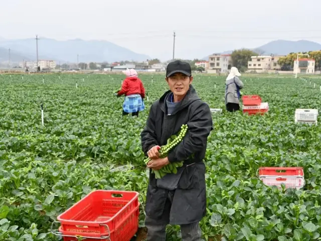怀集蔬菜，鲜达各大市场！