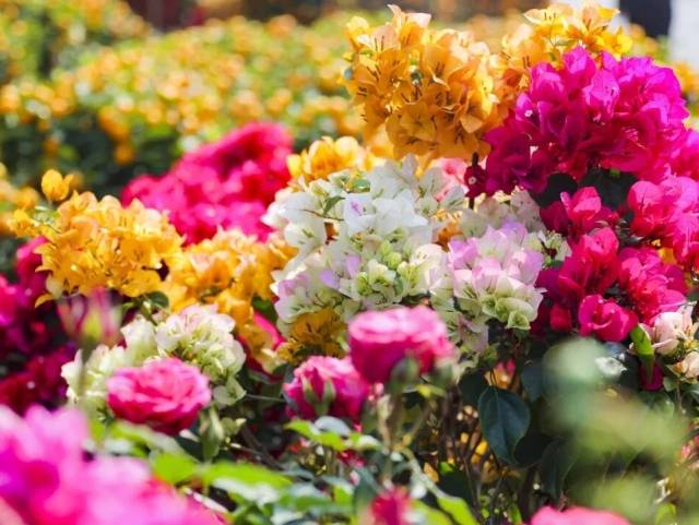 买年花、品美食、看表演……石龙新春“花市+”等你来打卡!