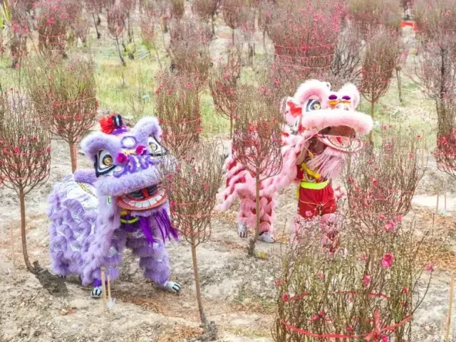 千亩桃花朵朵开！我在这儿等着你回来过大年！