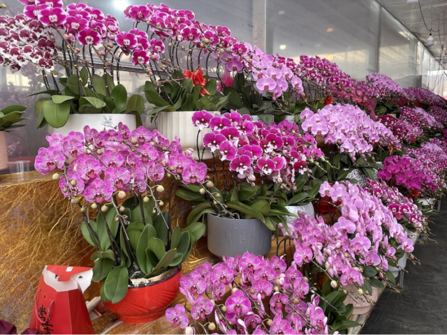 花市开锣!蝴蝶兰10蚊起!快来芳村执“笋嘢”→