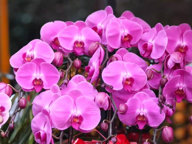 顶流“大湾鸡”喊你逛花市啦~