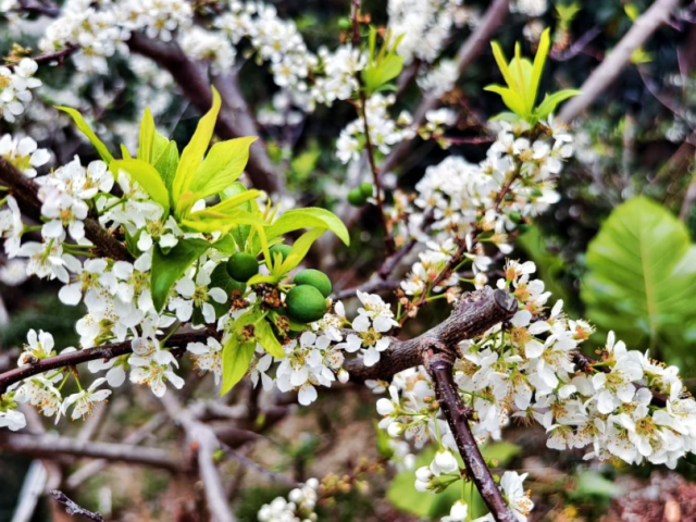 请到茂名过大年 | 来信宜,赴一场春日“雪”宴!
