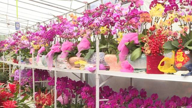 龙川迎春花市火热开市