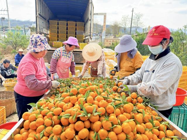 龙门年桔熟了！这份新春限定“黄金果”请查收