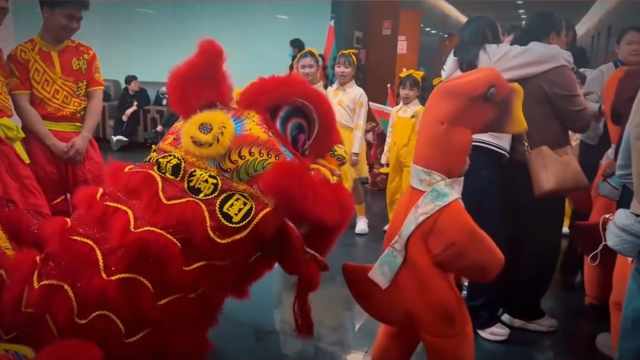 超萌！当舞狮遇上小烧鹅，上演“狮鹅互啄”~