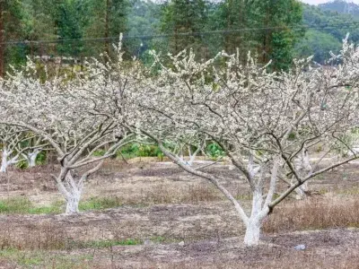请来博过大年！李花、樱花、桃花盛放了