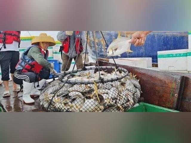 湛江的风与海,都藏在这尾“黄金鱼”里丨家乡的广货