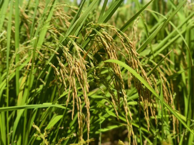 从“米中碧玉”到“广货名片”：博罗丝苗米的全产业链“出圈”路