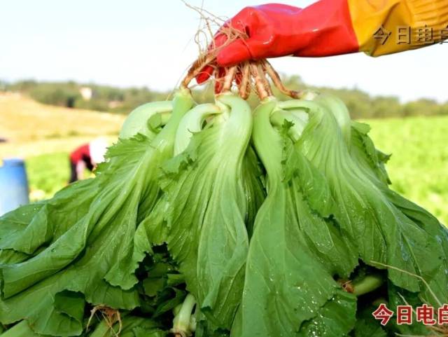 广货行天下丨“补钙王者”的鲜脆暴击！电白这颗菜，甜过初恋