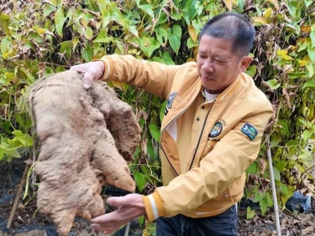 林洞村挖出“糯米山药王”｜广货行天下