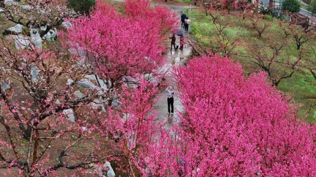 桃花宴”跨省长卷，惊艳绽放~~~_南方+_南方plus