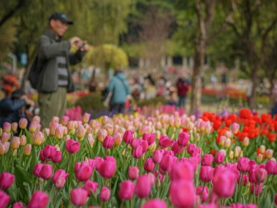 美翻了！白云山花海刷屏，邀你来打卡→