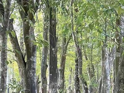 莞香香溢世界，米粉寄满乡愁