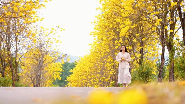 视频 | 新春赏花正当时！博罗杨侨黄花风铃木盛放