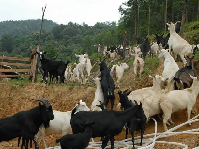双认证!怀集这只羊火出圈!