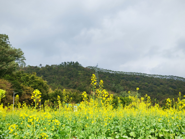 请到四会来看花｜从金黄花海到紫红瀑布，再赴一场风铃之约