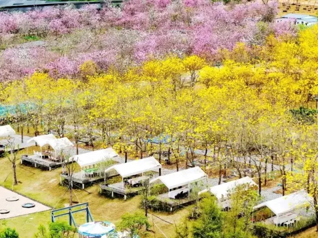 春满龙门｜满城花开，来龙门走“花”路吧～