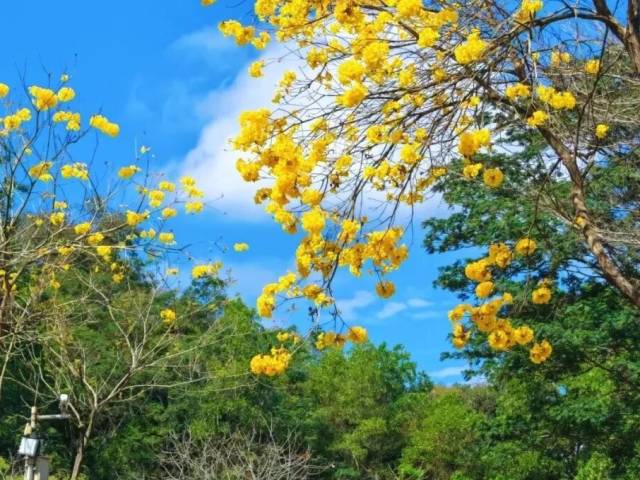太美了！惠城黄花风铃木正盛放，这份赏花攻略请收好~