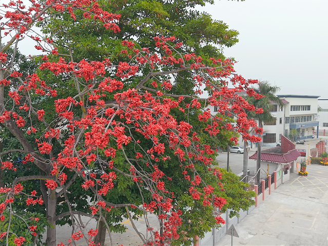 满城尽是英雄色！开平木棉花开灿烂