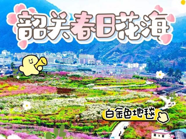 樱花、梅花、油菜花、格桑花…韶关赏花地图在此，趁美冲吧！