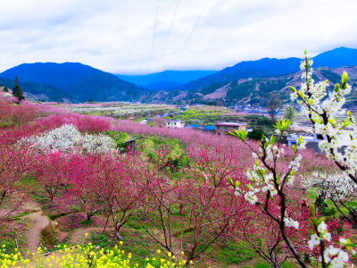 周末就出发！乐昌这条春日赏花线路，藏有森林/花海/彩色小镇