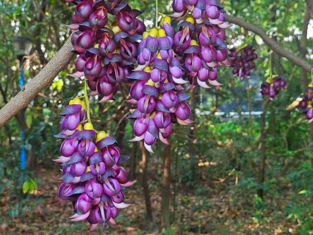 云浮春日限定！云硫文体苑紫色禾雀花惊艳绽放