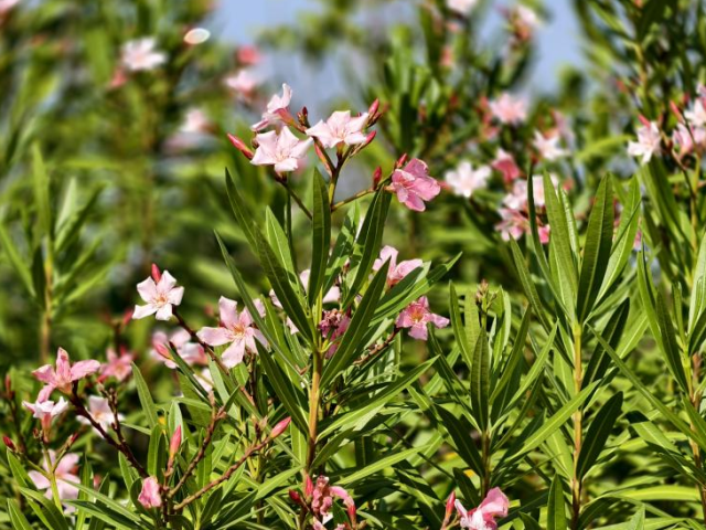春和景明，化龙繁花入眼来！