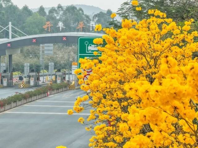 满城繁花争艳，开平的春天，太热闹啦！