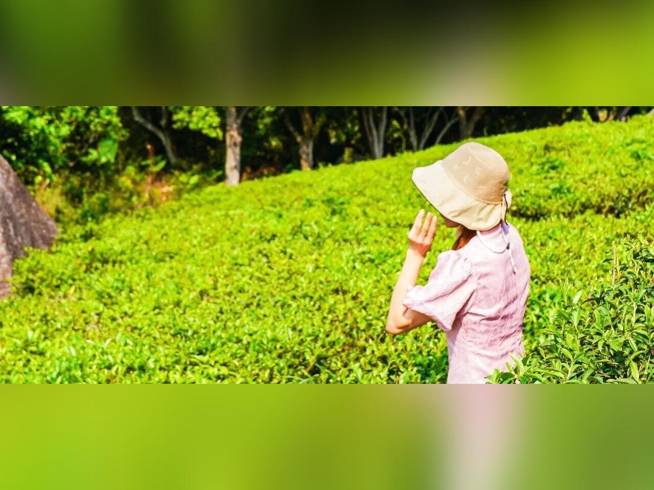 珠海最大茶海,开了!