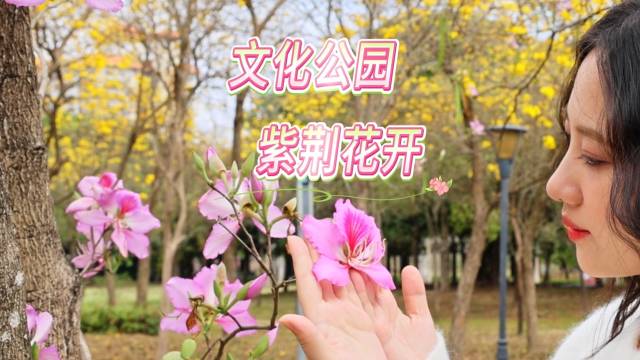 从化文化公园紫荆浪漫绽放，快来赴一场春日花约