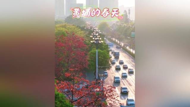 英雄花开，黄埔春来！