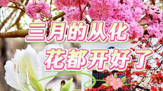 三月的从化，花都开好了！
