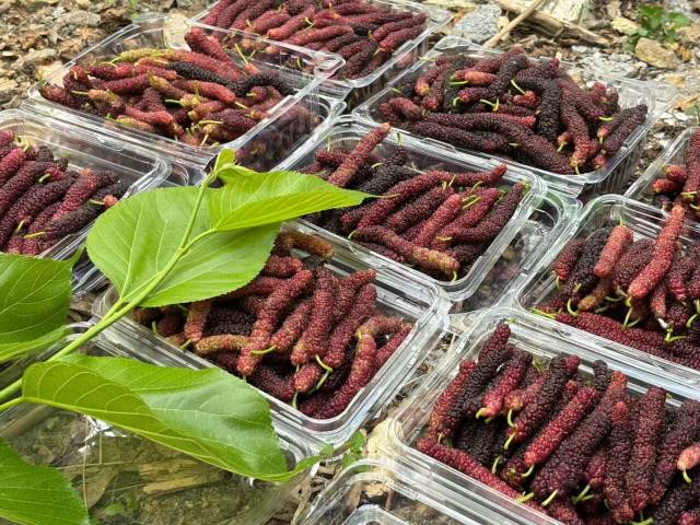 新兴河头镇湾边村:桑葚丰收缀枝头,乡村振兴添活力