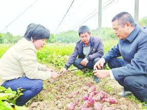 亩产翻番、身价倍增!惠州“科技特派员”给安墩甘薯产业带来了这些“新宝贝”