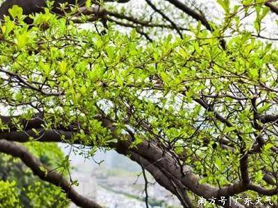 12-14日广东春暖春晴，早晚清凉