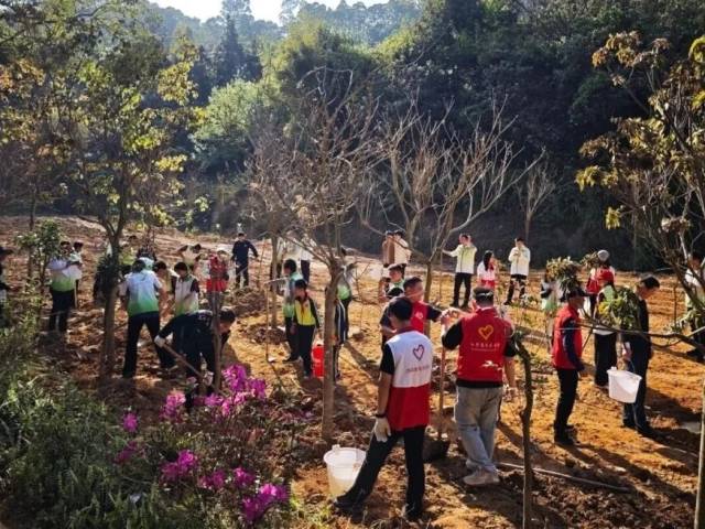 云浮各级团组织广泛开展乡村绿化义务植树活动