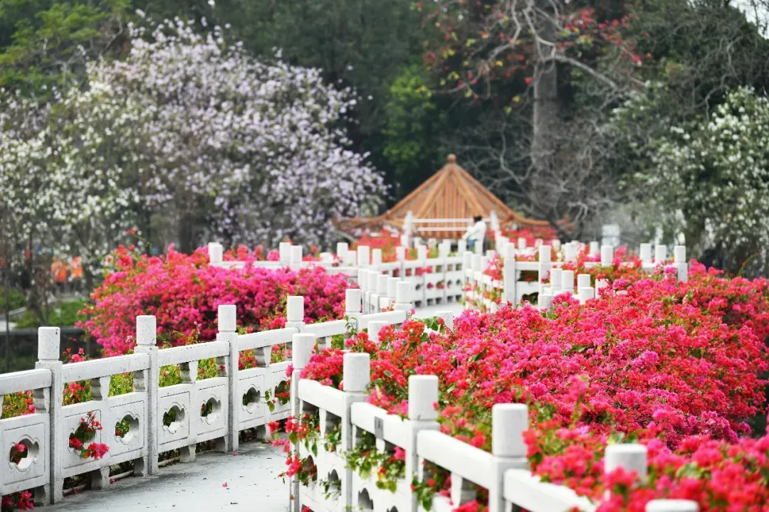 冯铭军 摄 冯铭军 摄