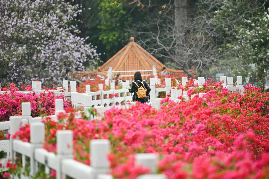 冯铭军 摄 冯铭军 摄