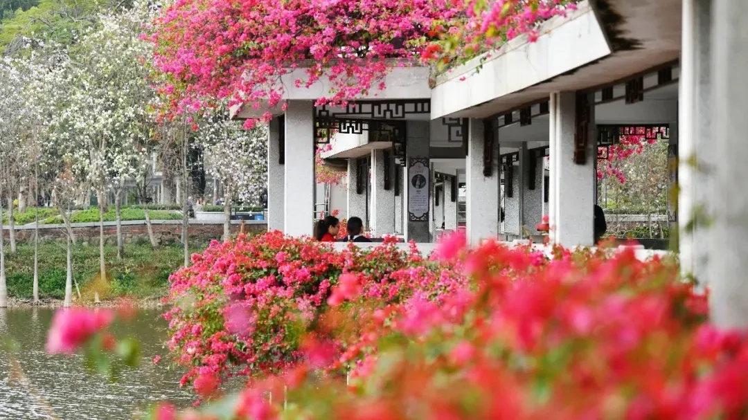 美出圈！江门这条“水上花廊”，你打卡了吗？