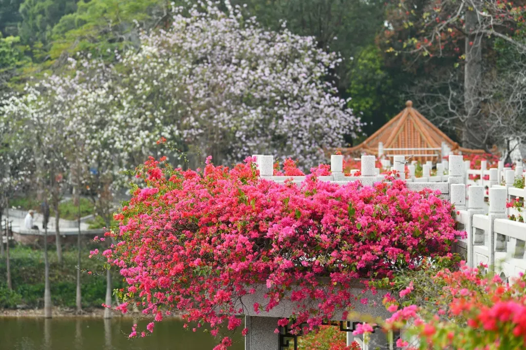 冯铭军 摄 冯铭军 摄