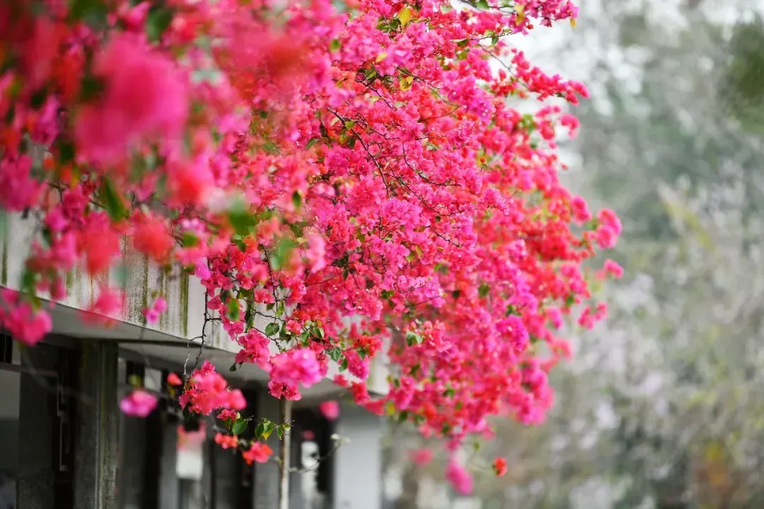 冯铭军 摄 冯铭军 摄