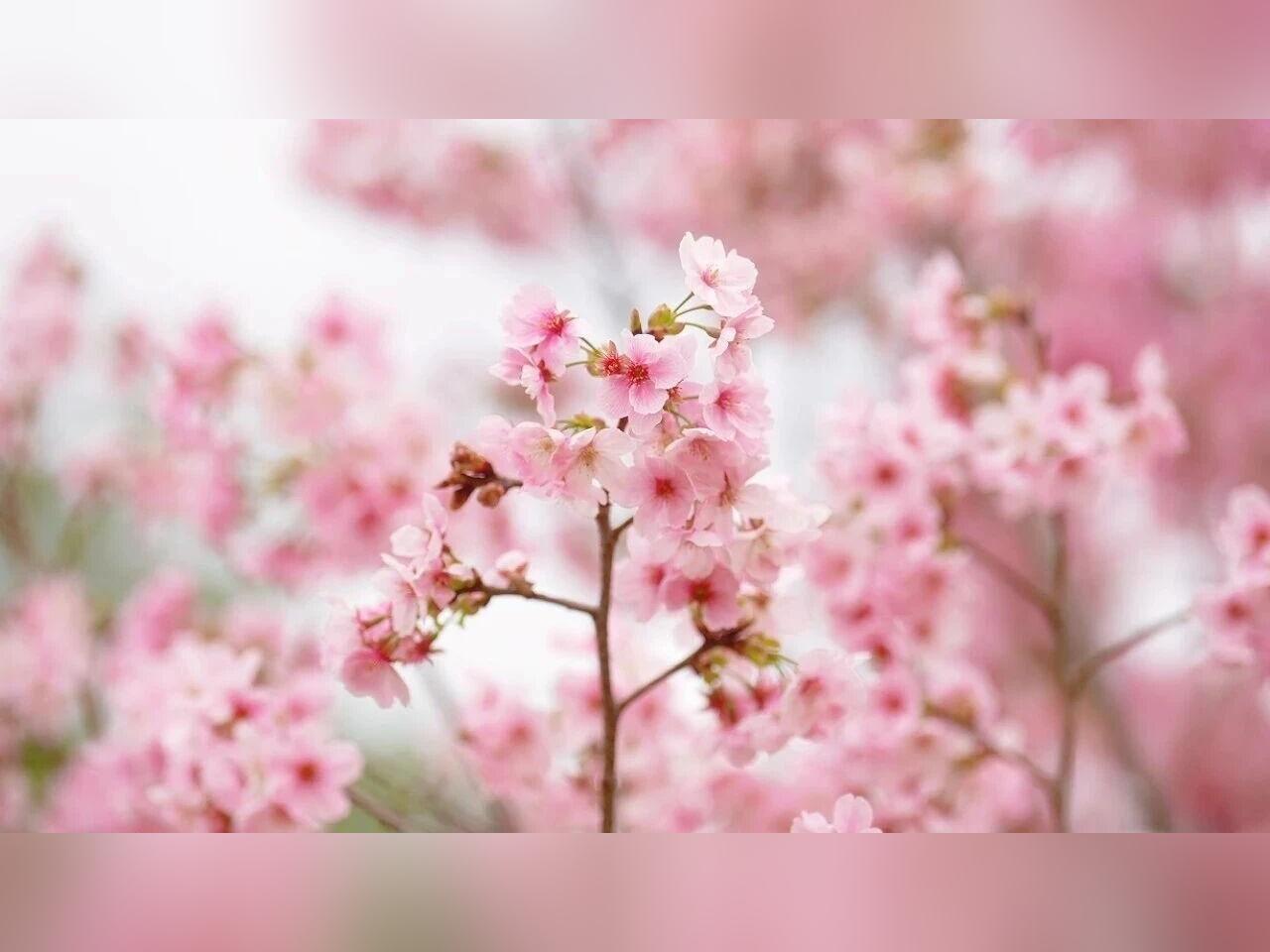 清溪这片樱花林首次绽放,一眼就沦陷