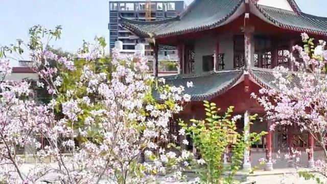 粉紫映红东江岸 满城春色醉龙川